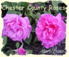 Roses Home