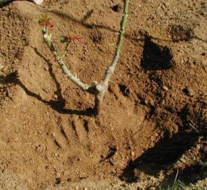 Hole with Cone