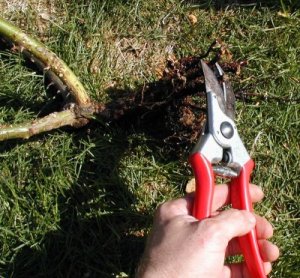 Trimming the Roots