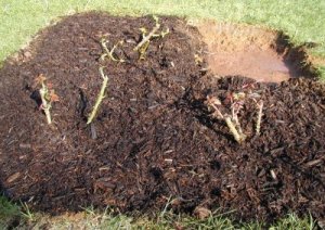 Mulched